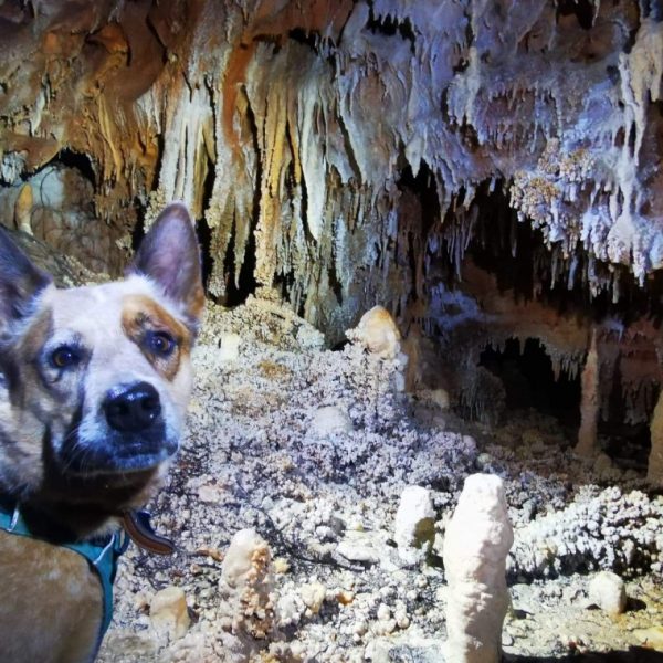 La Grotte Aven Forestière