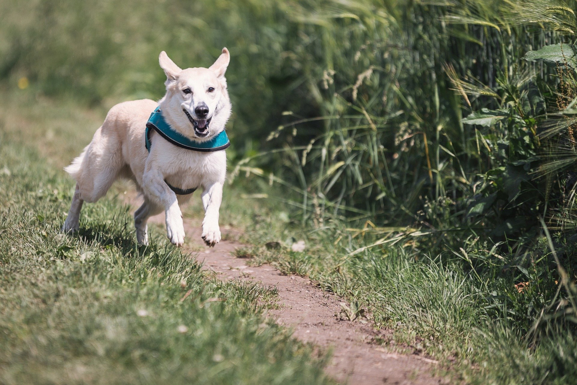 Garderie pour chien – Refuge les amis des bêtes