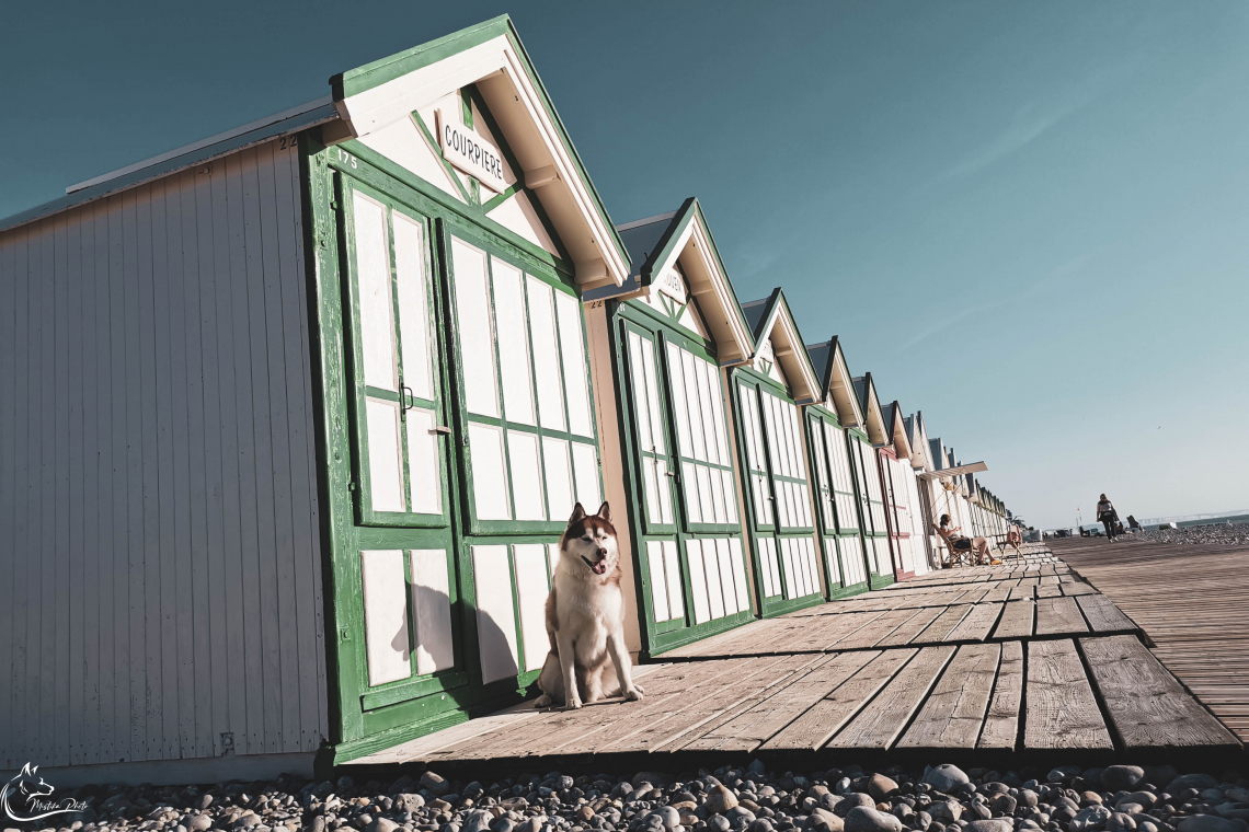 Chemin des Planches de Cayeux sur Mer