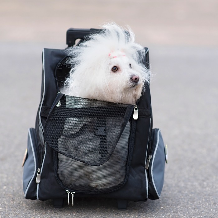Comparatif : le top des sacs à dos pour chien pour le porter
