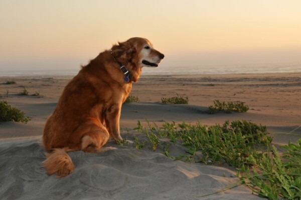 plage, chiens, Manche, Normandie, Dragey Ronthon