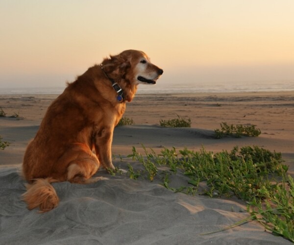 Top 10 Plages de la Manche autorisées aux chiens