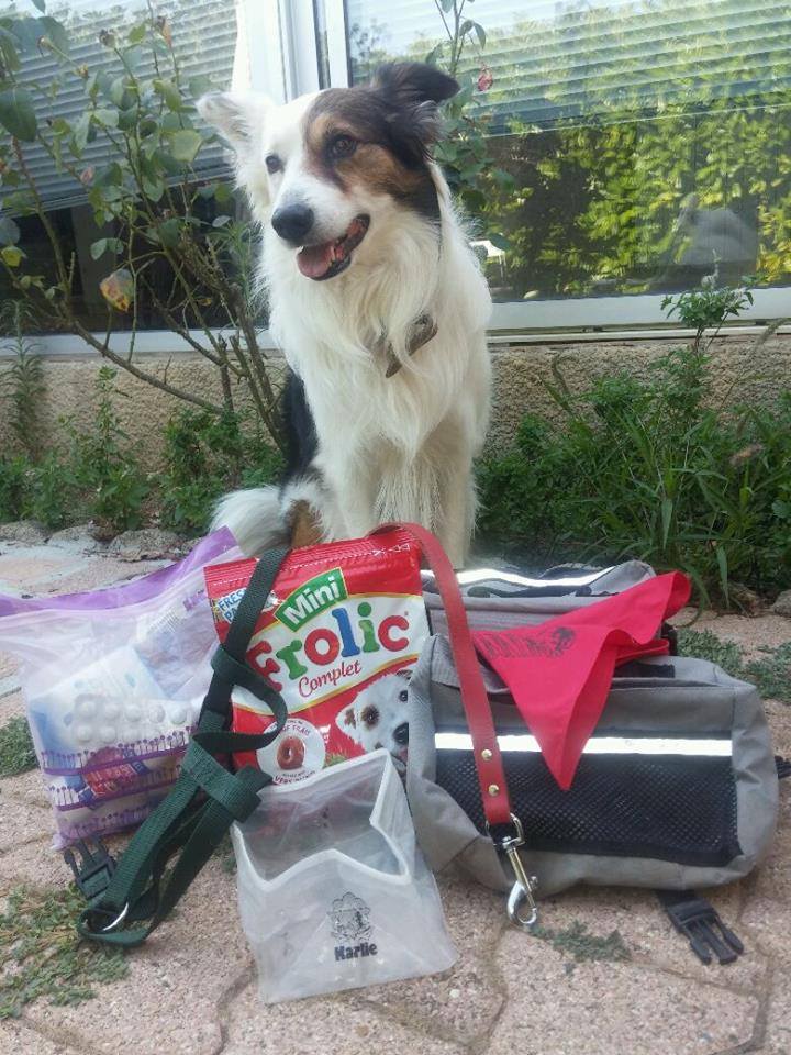 Helpy e le sue valigie - andare in vacanza con un cane.jpg