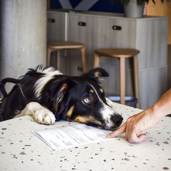 Ibis budget Millau Viaduc - vacances avec son chien à Millau