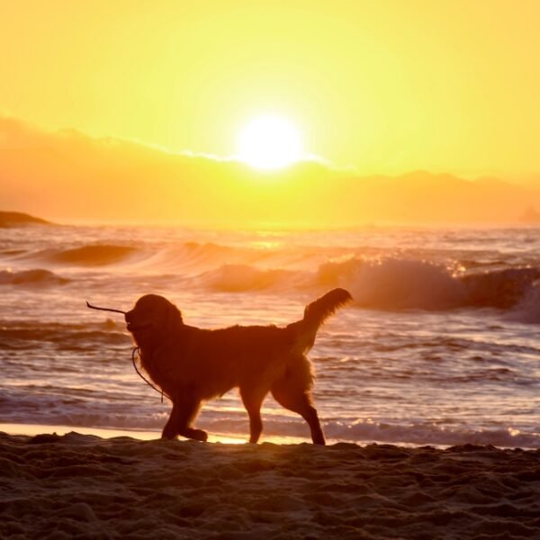 Chien sur la plage proche del' Hôtel Best Western Jules Verne Biarritz au Pays Basque sur la Côte Atlantique dans les Pyrénées Atlantiques