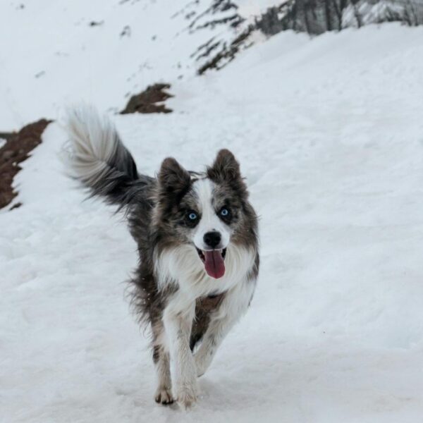 Chien dans la neige aux Gîtes de Calistane en Isère au pied du Massif de la Chartreuse et des Alpes