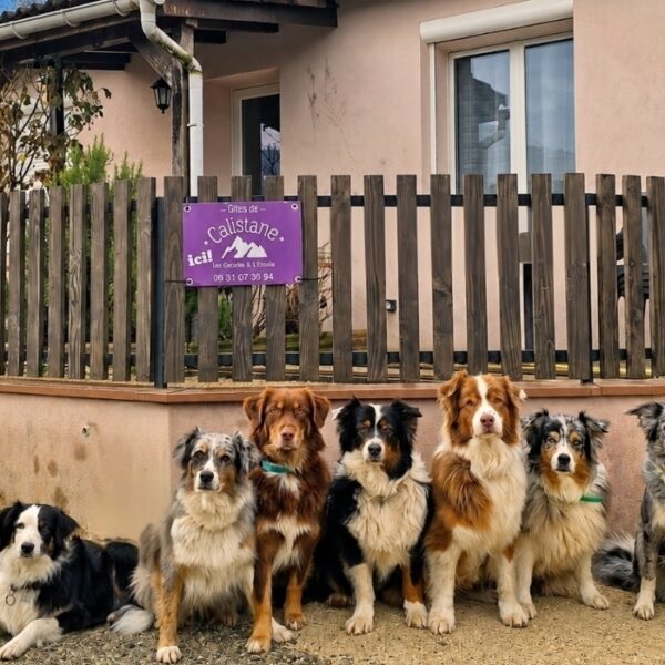 Bande de chiens sages devant Gîtes de Calistane en Isère au pied du Massif de la Chartreuse et des Alpes