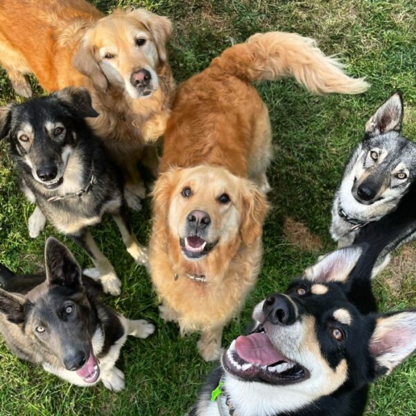Chiens accueillis sans limite de nombre aux Gîtes de Calistane en Isère au pied du Massif de la Chartreuse et des Alpes