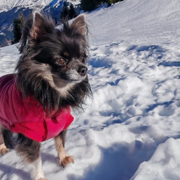 Chien dans la neige aux Gîtes de Calistane en Isère au pied du Massif de la Chartreuse et des Alpes