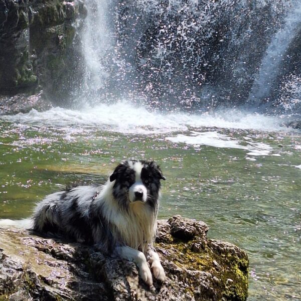 Chien devant une cascade proche des Gîtes de Calistane en Isère au pied du Massif de la Chartreuse et des Alpes