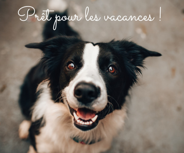 réserver un appart hotel avec son chien