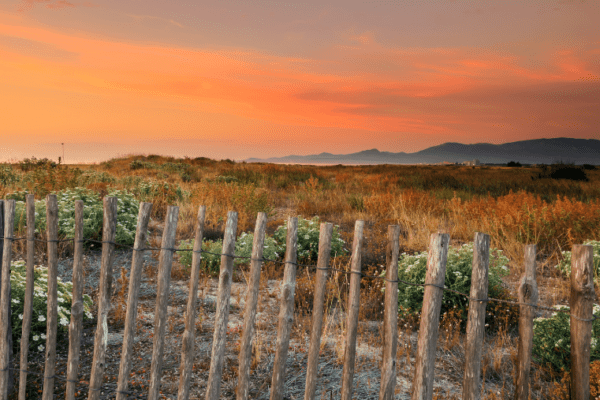 Top 5 des plages autorisées aux chiens dans les Pyrénées Orientales