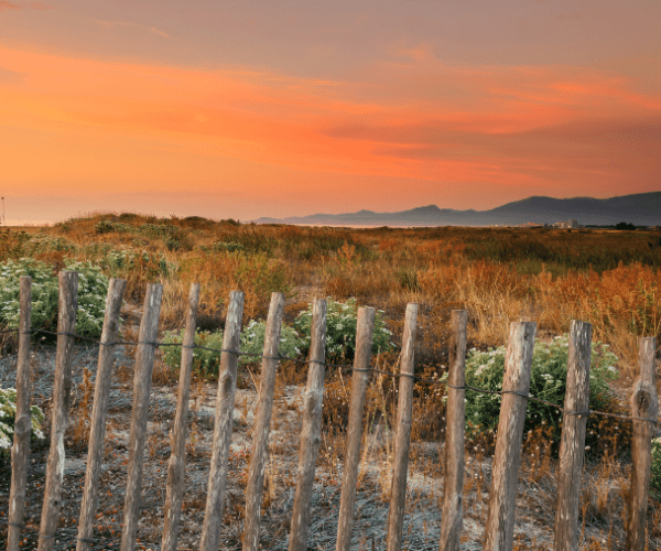 Top 5 des plages autorisées aux chiens dans les Pyrénées Orientales