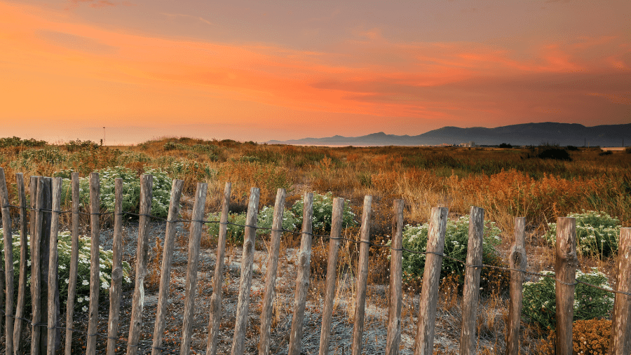 Top 5 des plages autorisées aux chiens dans les Pyrénées Orientales