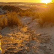 Urlaub in Fort-Mahon-Plage und Quend mit Ihrem Hund