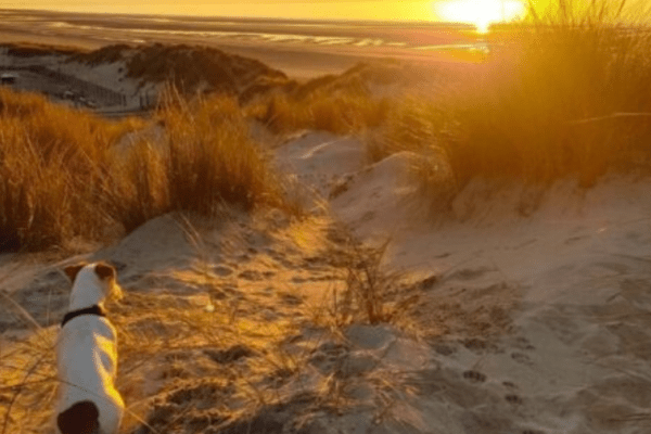 des vacances à Fort-Mahon-Plage et Quend avec son chien