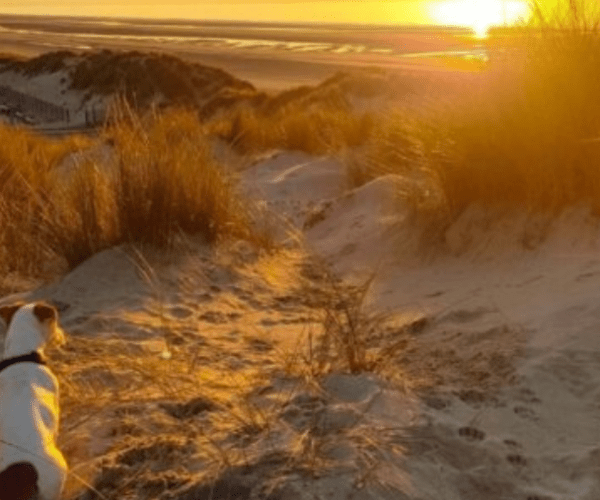Fort-Mahon-Plage und Quend: unvergesslich mit Ihrem Hund