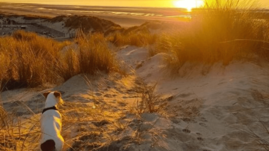Fort-Mahon-Plage et Quend : inoubliables avec votre chien