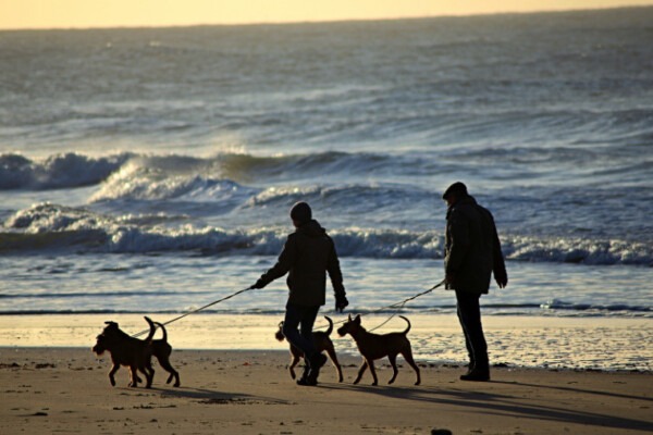 Quiberon, les secrets pour profiter de la presqu’île avec son chien