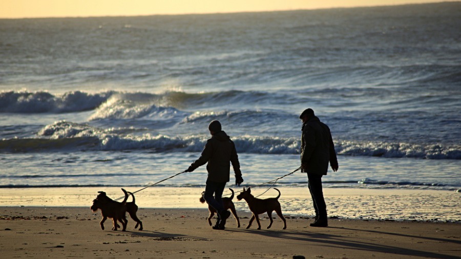 Quiberon, les secrets pour profiter de la presqu’île avec son chien