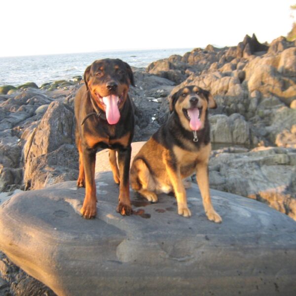 meilleures plages des bouches-du-rhône autorisées aux chiens, hébergements dog friendly dans les Bouches-du-Rhône