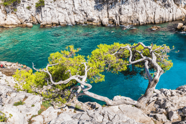 Top 5 des plages autorisées aux chiens dans les Bouches-du-Rhône