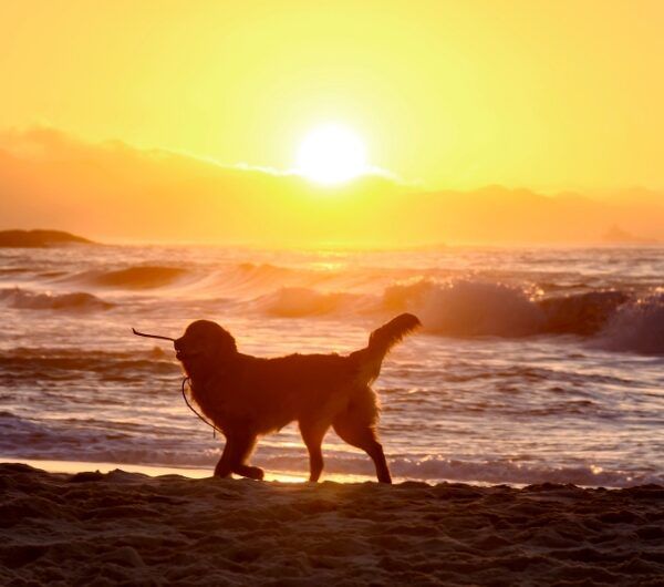 plage autorisée aux chiens, tous les gabarits, chiens catégorisés, plage de Figa, Conca, Corse du Sud, Corse