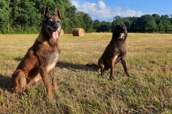 Aux portes du Périgord : La Rochefoucauld vous attend avec votre chien