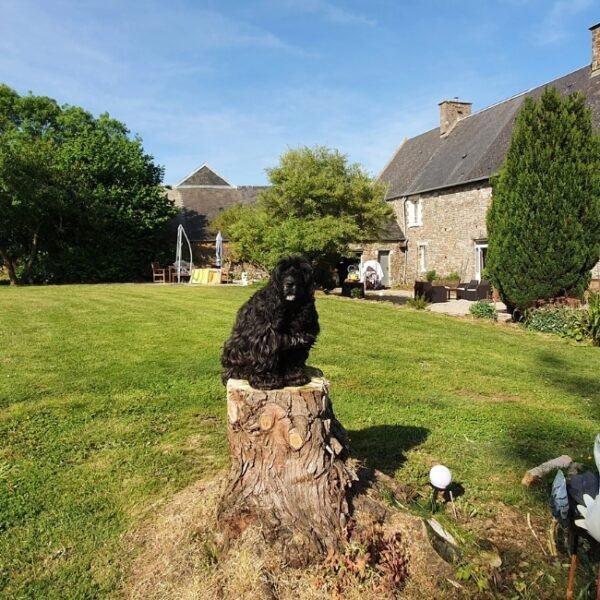Chiens acceptés aux Chambres d’Hôtes Le Relais de la Comté à Port-Bail-sur-Mer dans le Manche en Normandie