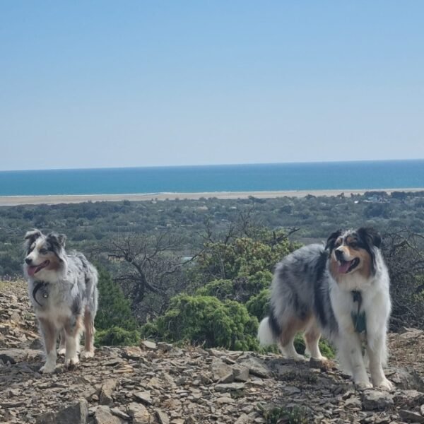 Chiens acceptés au Camping Cap du Roc à Port la nouvelle dans l'Aude