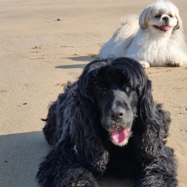 Chiens acceptès au Chambres d’Hôtes Le Relais de la Comté à Port-Bail-sur-Mer dans le Manche en Normandie