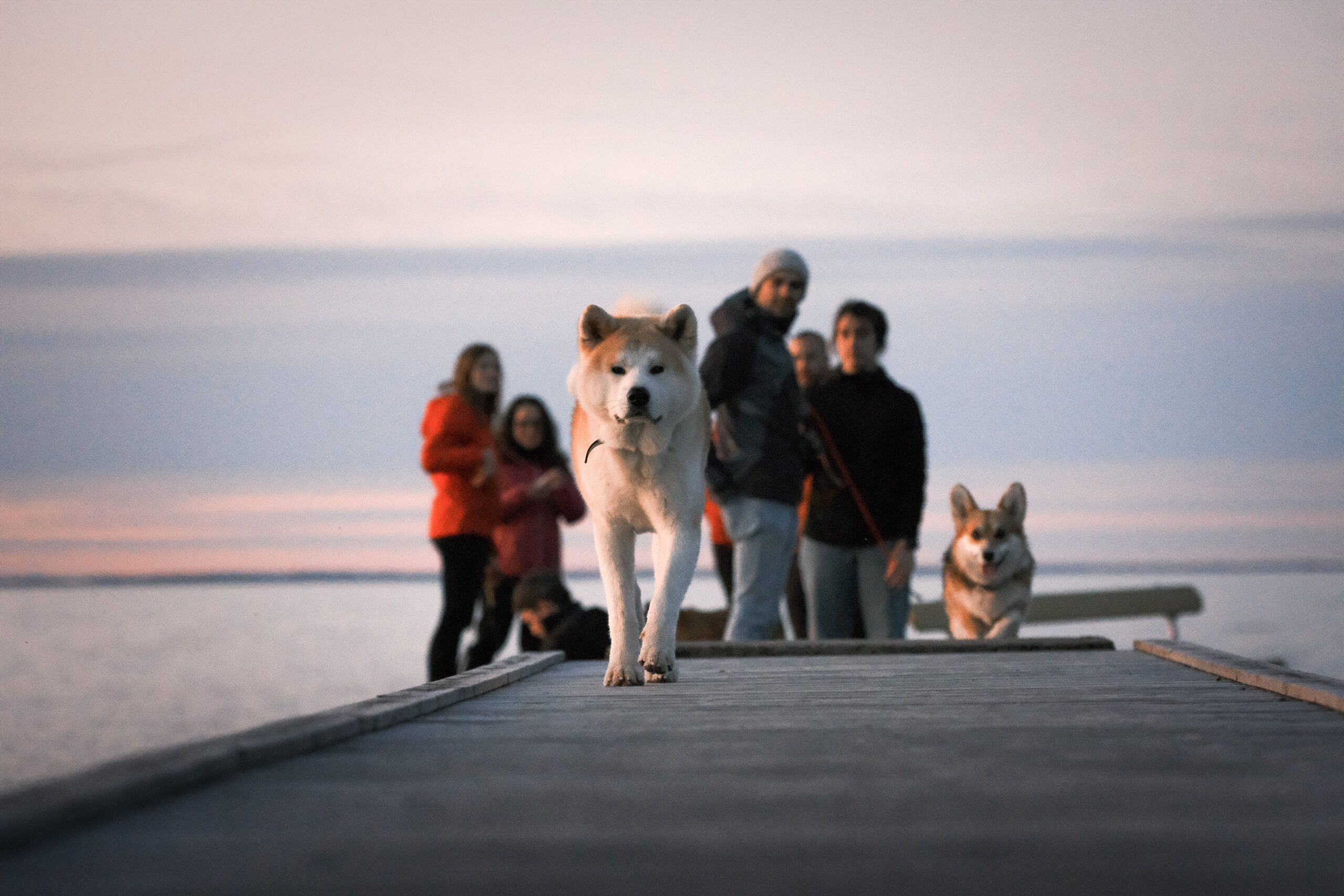 All-inclusive hondenreis in Zweden met poolgids: 8 dagen 7 nachten om samen met je hond Zweden te ontdekken