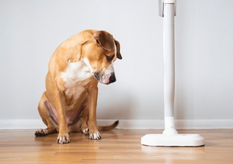 Nettoyer votre Airbnb après une location avec chien