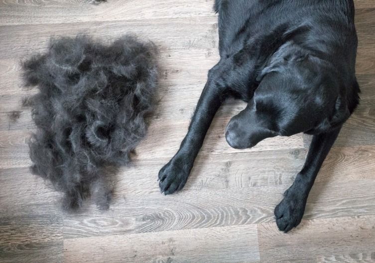 loueur Airbnb, nettoyer son logement après le passage d'un chien, aspirateur, poils