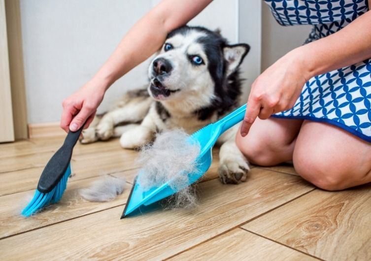 Locatário do Airbnb, limpando sua casa após a passagem de um cachorro, aspirador de pó, cabelo