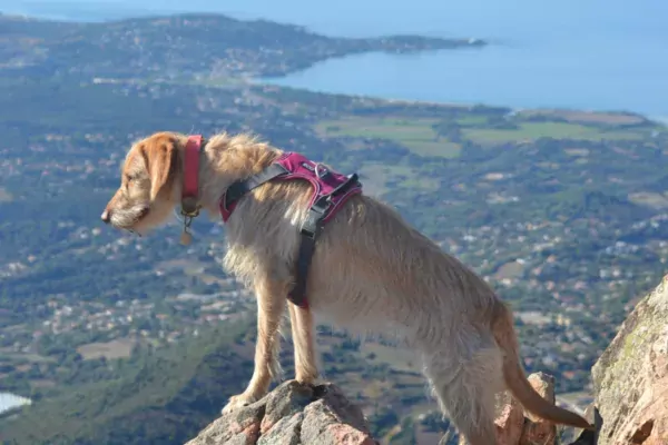 Visiter la Corse-du-Sud avec son chien