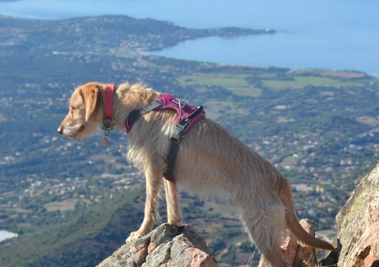 Visiter la Corse-du-Sud avec son chien