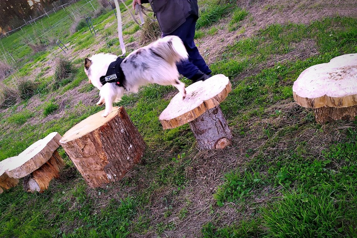 Canirando & Parcours Agility