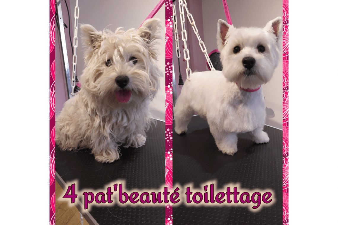 4 Pat’Beauté Toilettage