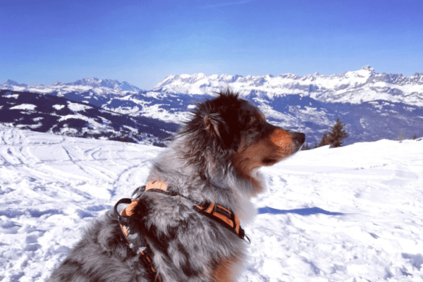 Aller à Chamonix avec son chien en hiver