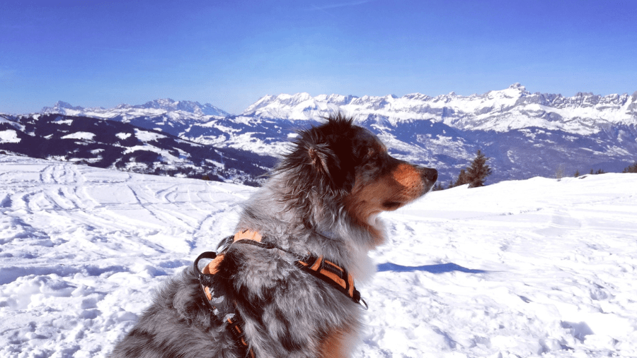 Aller à Chamonix avec son chien en hiver