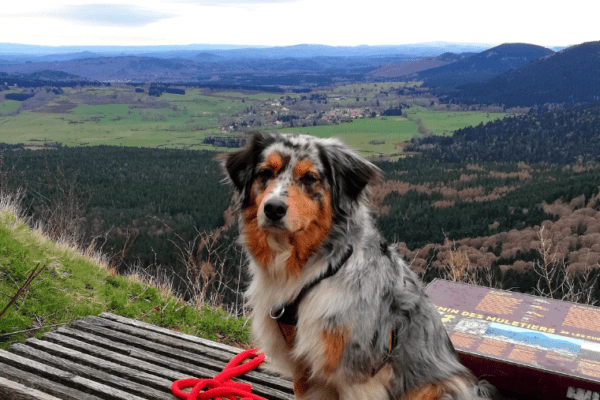 Découvrir le Puy-de-Dôme avec son chien