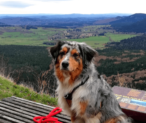 Emmener son chien dans le Puy-de-Dôme pour des vacances près de Clermont-Ferrand pleines de balades et randonnées