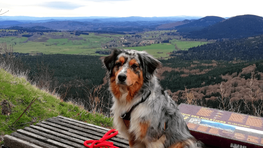 Découvrir le Puy-de-Dôme avec son chien