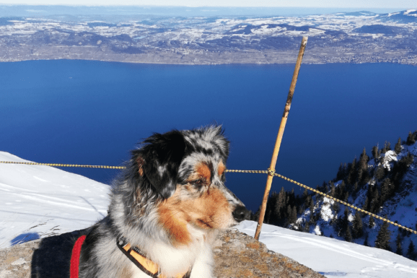 Aller à Thonon-les-Bains avec son chien