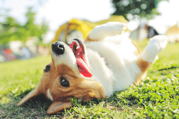 Partir pendant l’ascension avec son chien