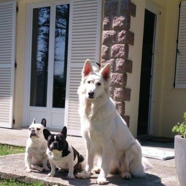 Gîtes Vacances de Chiens