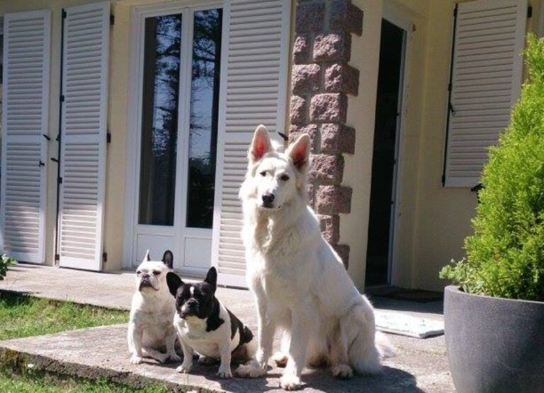 Gîtes Vacances de Chiens – photo 1