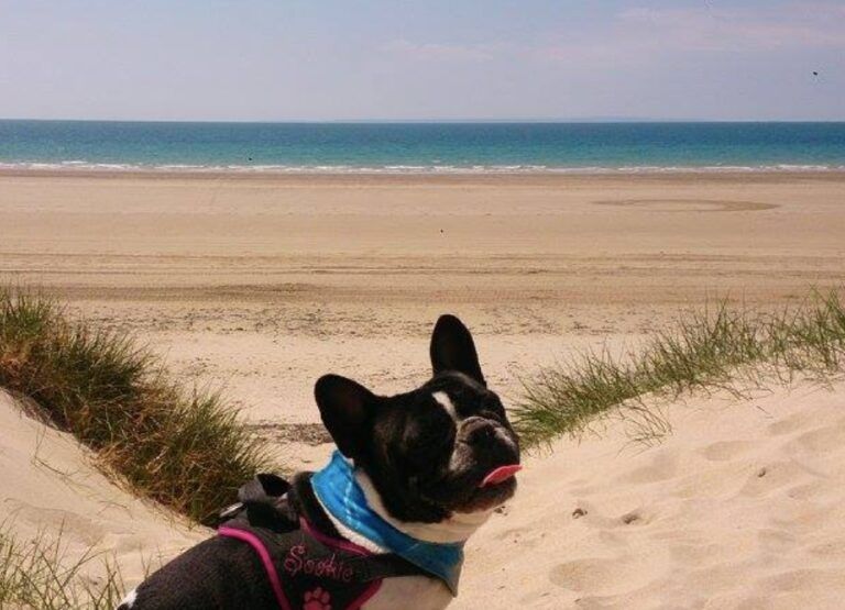 Gîtes Vacances de Chiens – photo 2