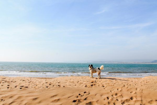 Aller à la plage avec son chien : amende et législation